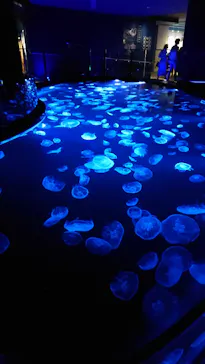 すみだ水族館に投稿された画像（2021/6/26）