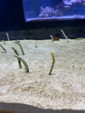 すみだ水族館に投稿された画像（2021/6/26）