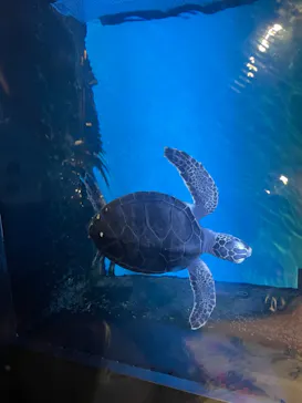 すみだ水族館に投稿された画像（2021/6/26）