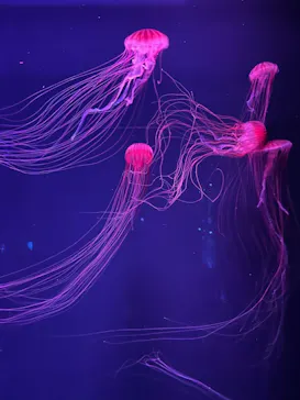 すみだ水族館に投稿された画像（2021/6/26）