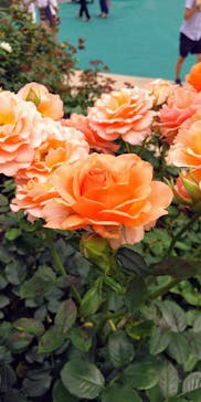 西武園ゆうえんちに投稿された画像（2021/6/26）