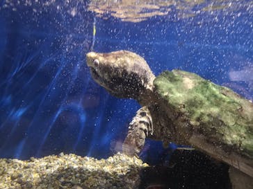 ゼロ距離水族館 伊勢シーパラダイスに投稿された画像（2021/6/26）