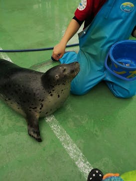 ゼロ距離水族館 伊勢シーパラダイスに投稿された画像（2021/6/26）