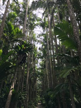 美らヤシパークオキナワ・東南植物楽園に投稿された画像（2021/6/26）