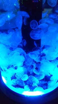 マクセル アクアパーク品川に投稿された画像（2021/6/26）