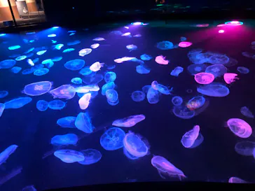 すみだ水族館に投稿された画像（2021/6/26）