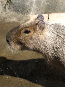 マクセル アクアパーク品川に投稿された画像（2021/6/26）