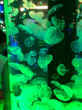 マクセル アクアパーク品川に投稿された画像（2021/6/26）