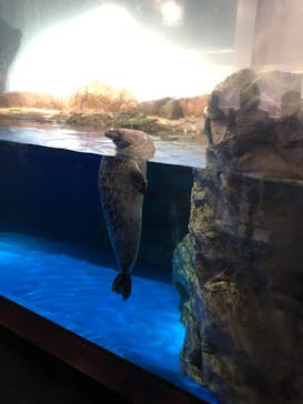 マクセル アクアパーク品川に投稿された画像（2021/6/26）