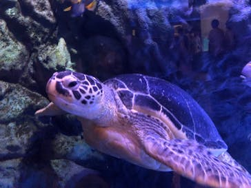 マクセル アクアパーク品川に投稿された画像（2021/6/26）