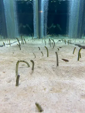 すみだ水族館に投稿された画像（2021/6/27）