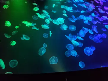 すみだ水族館に投稿された画像（2021/6/27）