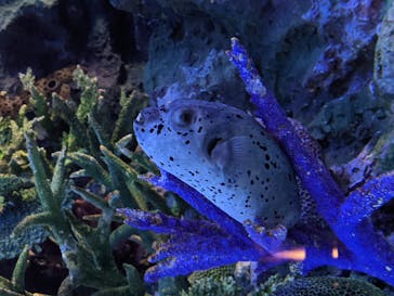 サンシャイン水族館に投稿された画像（2021/6/27）