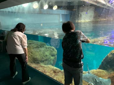 新江ノ島水族館に投稿された画像（2021/6/27）