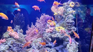 マクセル アクアパーク品川に投稿された画像（2021/6/27）