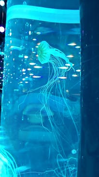 マクセル アクアパーク品川に投稿された画像（2021/6/27）