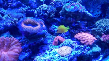 マクセル アクアパーク品川に投稿された画像（2021/6/27）