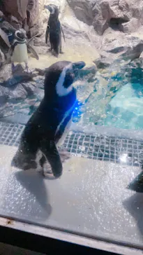 すみだ水族館に投稿された画像（2021/6/27）