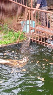 熱川バナナワニ園に投稿された画像（2021/6/27）