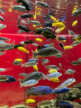 カワスイ 川崎⽔族館に投稿された画像（2021/6/27）