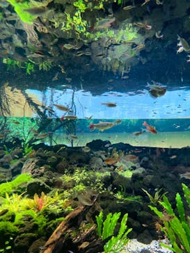 カワスイ 川崎⽔族館に投稿された画像（2021/6/27）