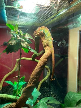 カワスイ 川崎⽔族館に投稿された画像（2021/6/27）