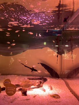 カワスイ 川崎⽔族館に投稿された画像（2021/6/27）