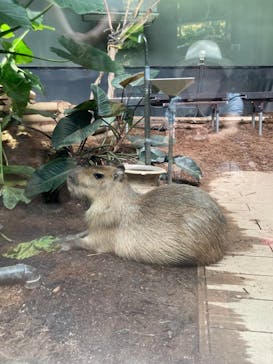 カワスイ 川崎⽔族館に投稿された画像（2021/6/27）