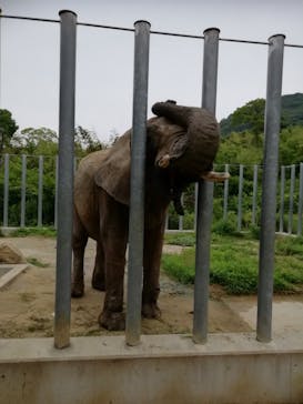 しろとり動物園に投稿された画像（2021/6/27）