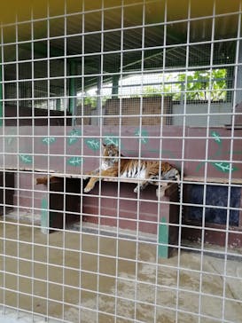 しろとり動物園に投稿された画像（2021/6/27）