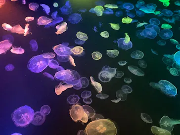 すみだ水族館に投稿された画像（2021/6/27）