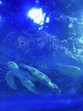 しながわ水族館に投稿された画像（2021/6/27）
