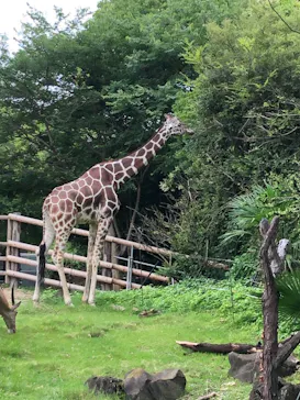 天王寺動物園に投稿された画像（2021/6/27）