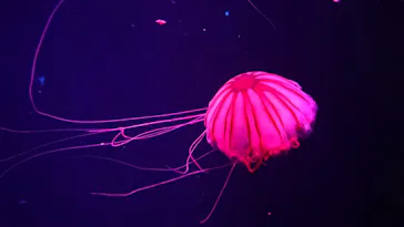 すみだ水族館に投稿された画像（2021/6/27）