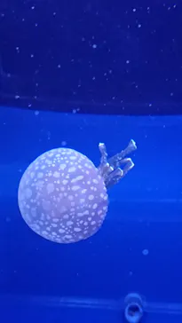 すみだ水族館に投稿された画像（2021/6/27）