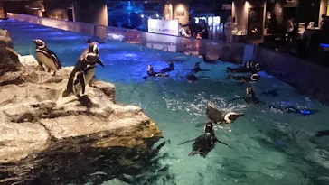 すみだ水族館に投稿された画像（2021/6/27）