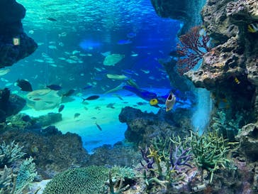 サンシャイン水族館に投稿された画像（2021/6/27）