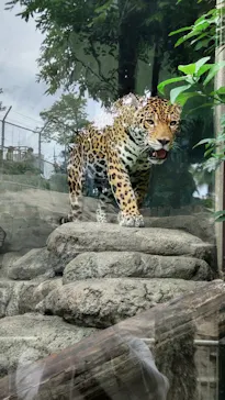 天王寺動物園に投稿された画像（2021/6/27）