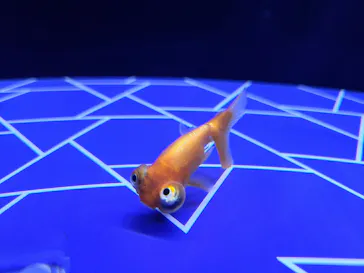 すみだ水族館に投稿された画像（2021/6/27）