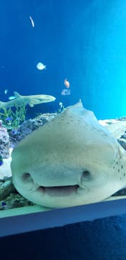 マクセル アクアパーク品川に投稿された画像（2021/6/27）