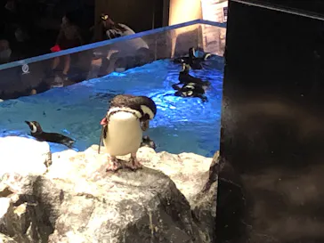 すみだ水族館に投稿された画像（2021/6/27）
