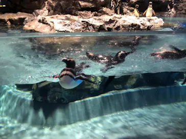 すみだ水族館に投稿された画像（2021/6/27）