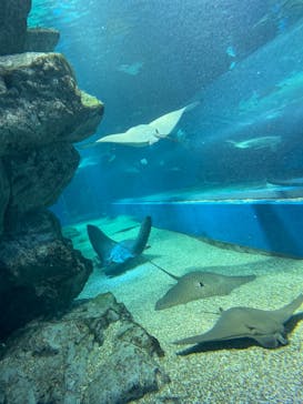 マクセル アクアパーク品川に投稿された画像（2021/6/27）