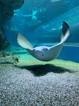 マクセル アクアパーク品川に投稿された画像（2021/6/27）