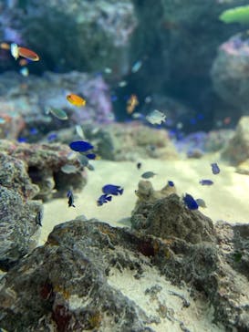 マクセル アクアパーク品川に投稿された画像（2021/6/27）