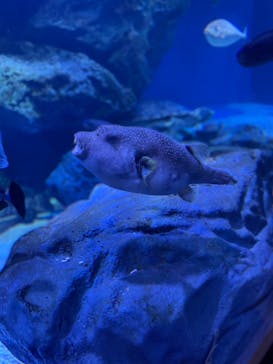 マクセル アクアパーク品川に投稿された画像（2021/6/27）