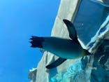 旭川市旭山動物園に投稿された画像（2021/6/27）