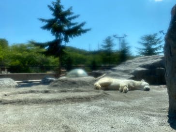 旭川市旭山動物園に投稿された画像（2021/6/27）