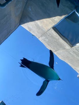 旭川市旭山動物園に投稿された画像（2021/6/27）