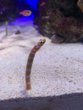 新江ノ島水族館に投稿された画像（2021/6/27）